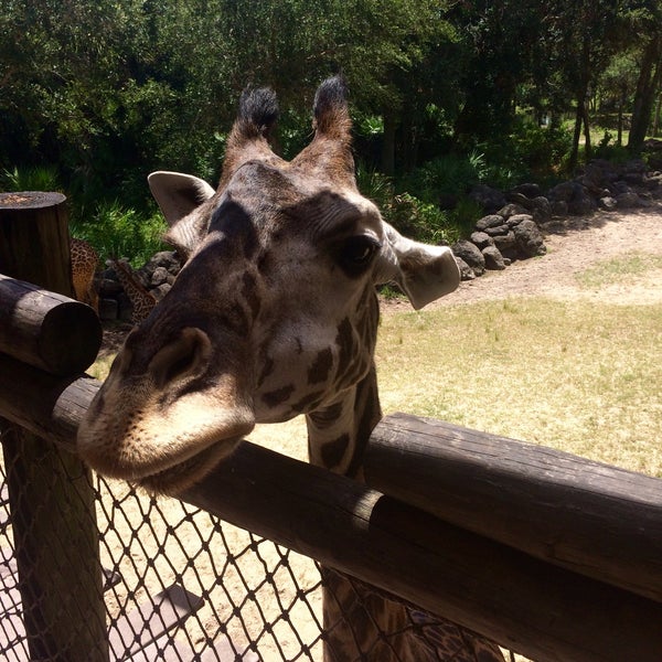 Снимок сделан в Brevard Zoo пользователем Amanda C. 8/24/2016