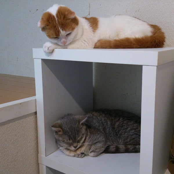 猫カフェ Ronron ロンロン 1 Tavsiye Da Fotograflar 猫カフェ Ronron ロンロン 1 Tavsiye Da Fotograflar