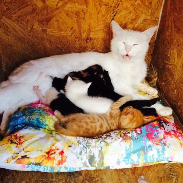 kedi barınağı kayseri