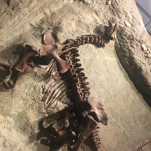 Photo taken at Carnegie Museum of Natural History by Estefania on 1/19/2020