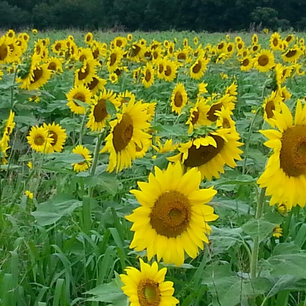 Photo taken at Sussex County Sunflower Maze by chris v. on 8/28/2013