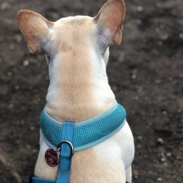 McCarren Dog Park Williamsburg Brooklyn, NY