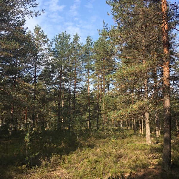 Лемболово Сосновый лес