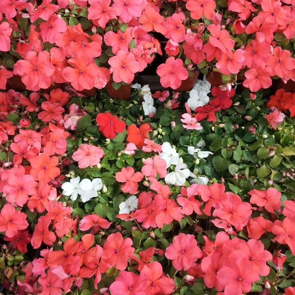 Fleet Farm Department Store in Cedar Falls