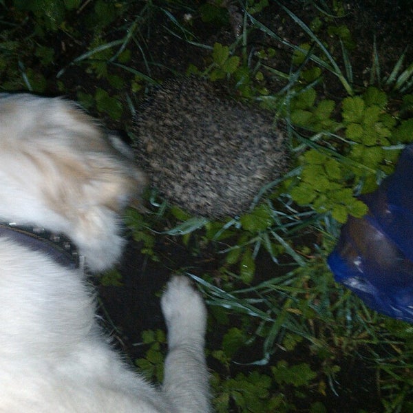 caleçon picture moumoute