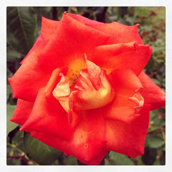 花フェスタ記念公園 927 Ziyaretcidan 10 Tavsiye 花フェスタ記念公園 927 Ziyaretcidan 10 Tavsiye