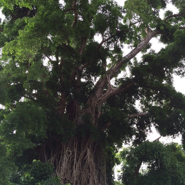 Photo taken at Biggest Balete Tree in Asia by Karla S. on 5/13/2016