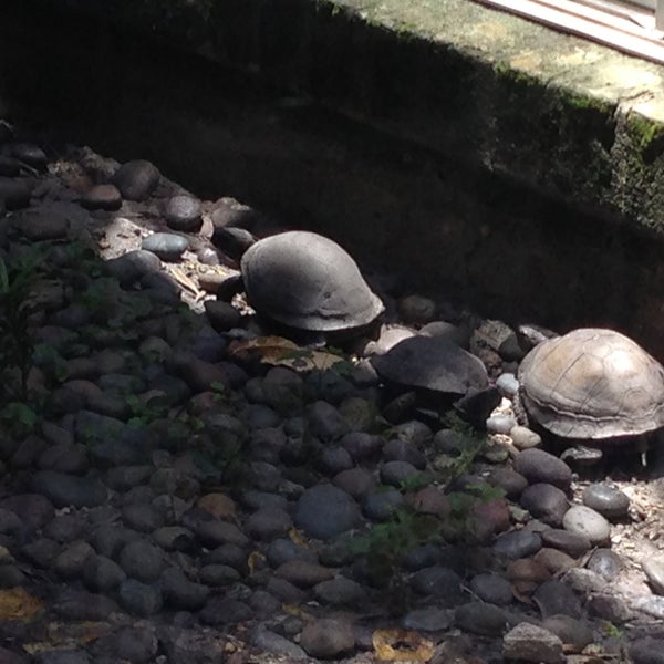 You will be sad if you come here for the food or the service. Maybe just get a drink so you can watch the turtles.