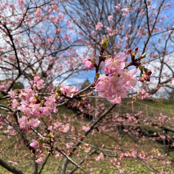 Photos A 保土ヶ谷公園の桜 保土ヶ谷区 35 Visiteurs