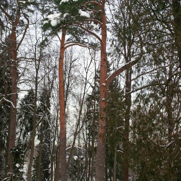 хотьково лесная