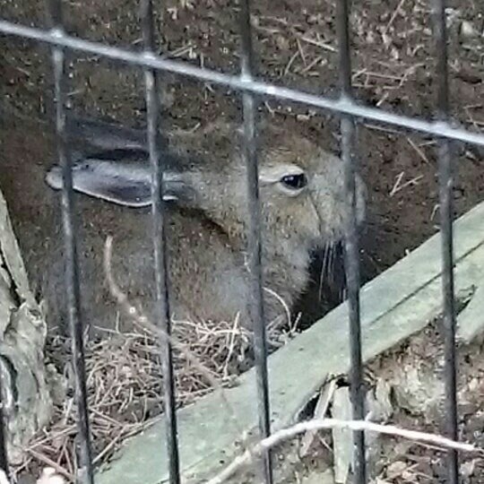 Photos At ズーラシア トウホクノウサギ 旭区 26 Visitors