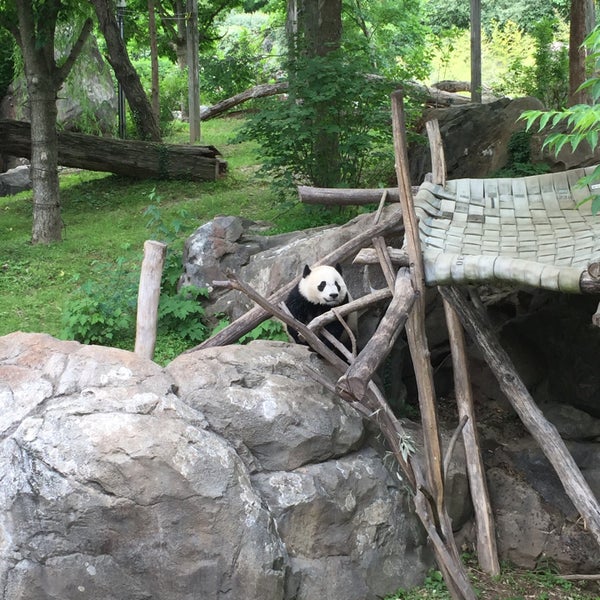 Photos at Panda Overlook Cafe Zoo Exhibit in National