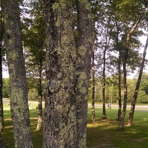 Tarry Brae Golf Course 4 tips