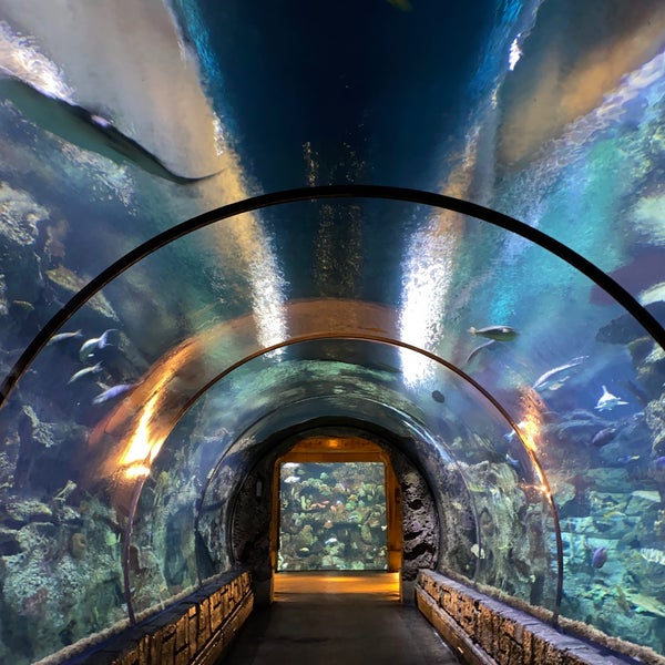 12/3/2022 tarihinde Leili T.ziyaretçi tarafından Shark Reef Aquarium'de çekilen fotoğraf