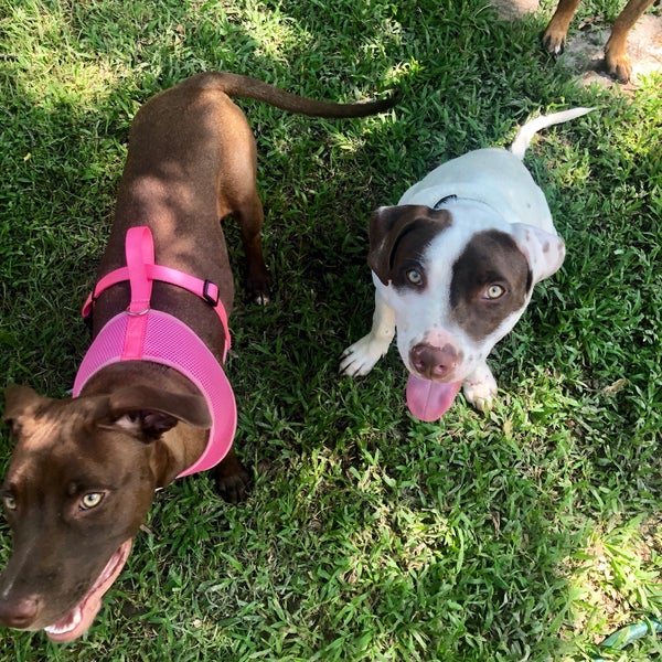 Fotos en Raising Cane's Dog Park Parque para perros en Baton Rouge