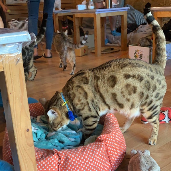 Photo taken at Catmosphere Cat Café by Kenneth Y. on 1/4/2020