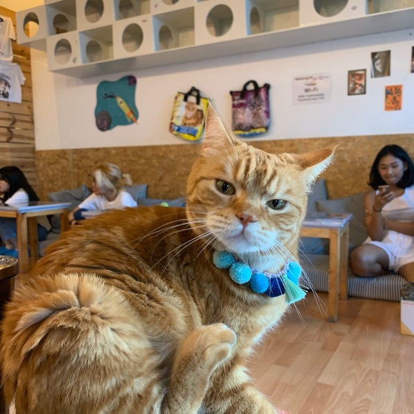Photo taken at Catmosphere Cat Café by Kenneth Y. on 1/4/2020
