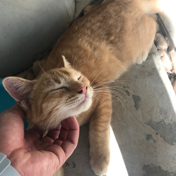 Lanta Animal Welfare - 14 tips Lanta Animal Welfare - 14 tips