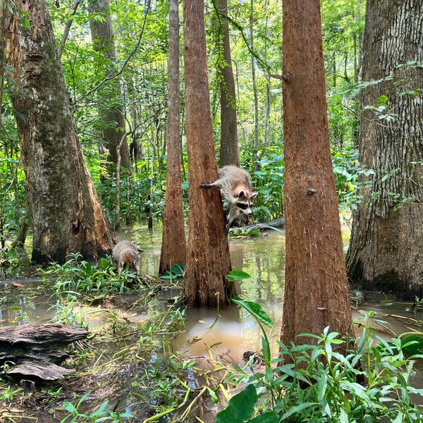 Cajun Encounters Honey Island Swamp Tour Slidell, LA