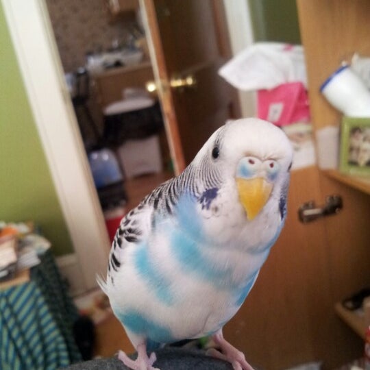 faithful companion cremation