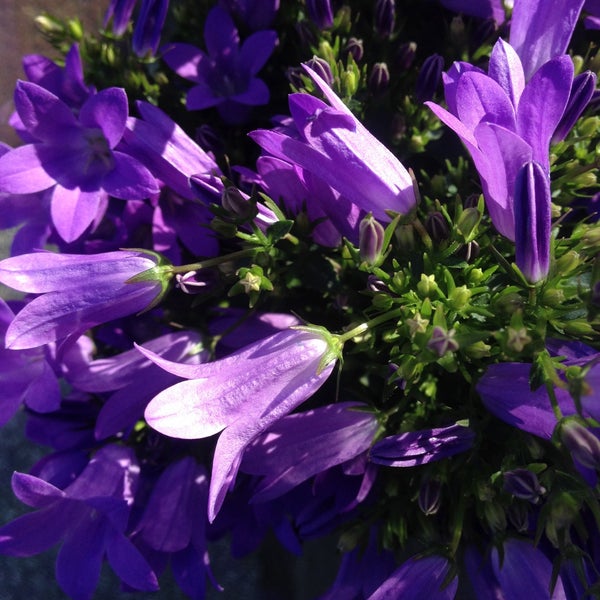 Blume 2000 Eppendorf Hamburg, Hamburg