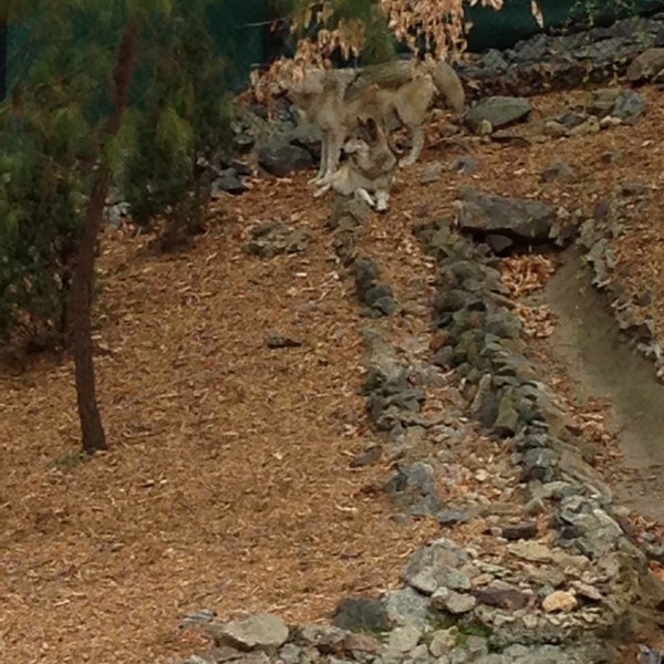 3/16/2014 tarihinde 💥Gregory &quot;Gee Dub&quot; W.ziyaretçi tarafından Wolf Valley - Busch Gardens'de çekilen fotoğraf