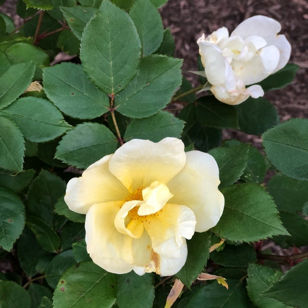 Photos at Apple Saddle Creek 53 tips