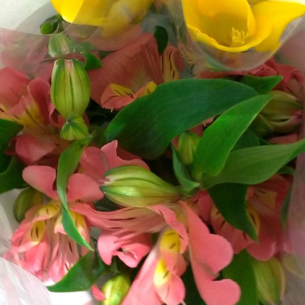 Fotos Em オランダ屋 Floricultura Em Shinjuku