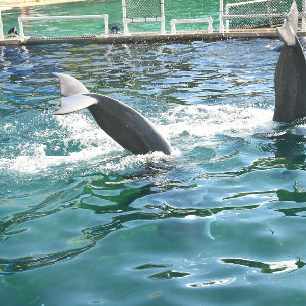 12/28/2022 tarihinde Mike C.ziyaretçi tarafından Miami Seaquarium'de çekilen fotoğraf