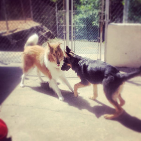 12/29/2013にPremier Dog TrainingがPremier Dog Trainingで撮った写真