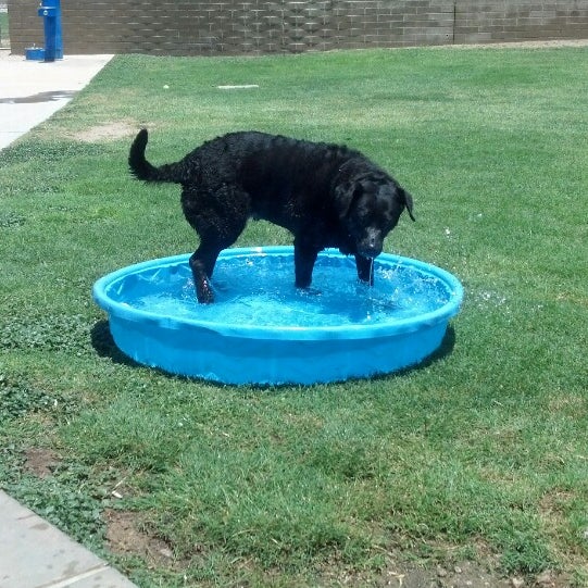 Desert Vista Dog Park Dog Park in Fountain Hills