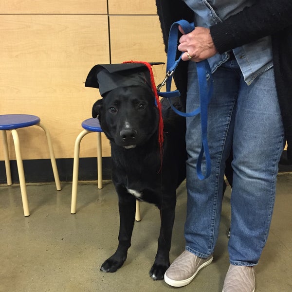 PetSmart Pet Supplies Store in Hamilton