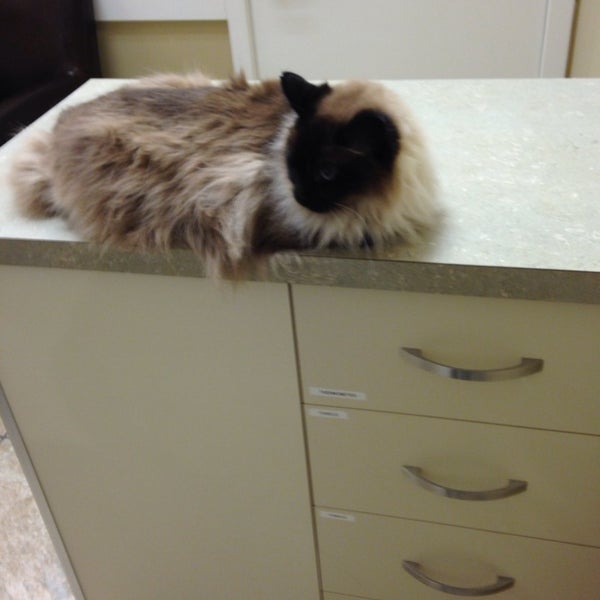 Cats Only Veterinary Clinic Fairview 1 tip
