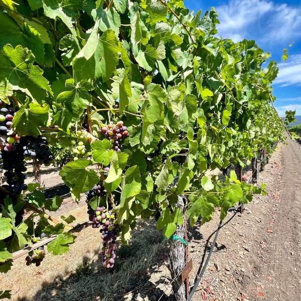 รูปภาพถ่ายที่ St. Francis Winery &amp; Vineyards โดย Christina เมื่อ 8/6/2022