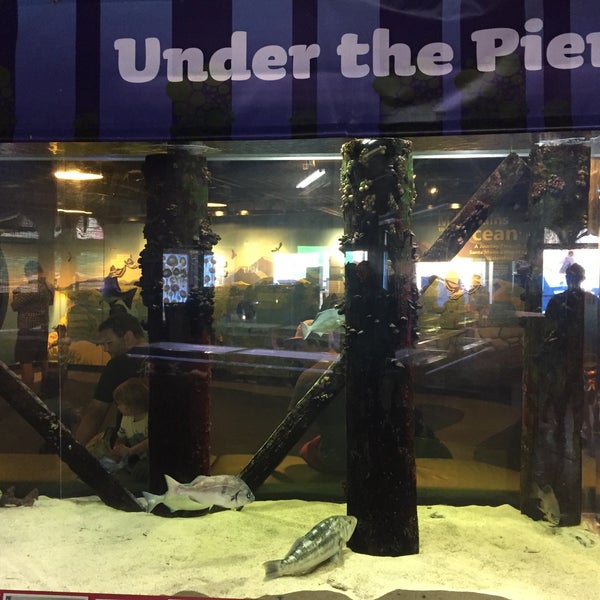 11/13/2016에 Alexander V.님이 Santa Monica Pier Aquarium에서 찍은 사진