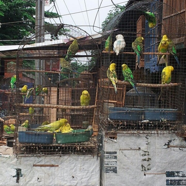 Photos At Pasar Burung Larangan Sidoarjo 1 Tip From 5 Visitors