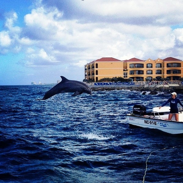 8/17/2014 tarihinde Dive Curacao O.ziyaretçi tarafından Dolphin Academy'de çekilen fotoğraf