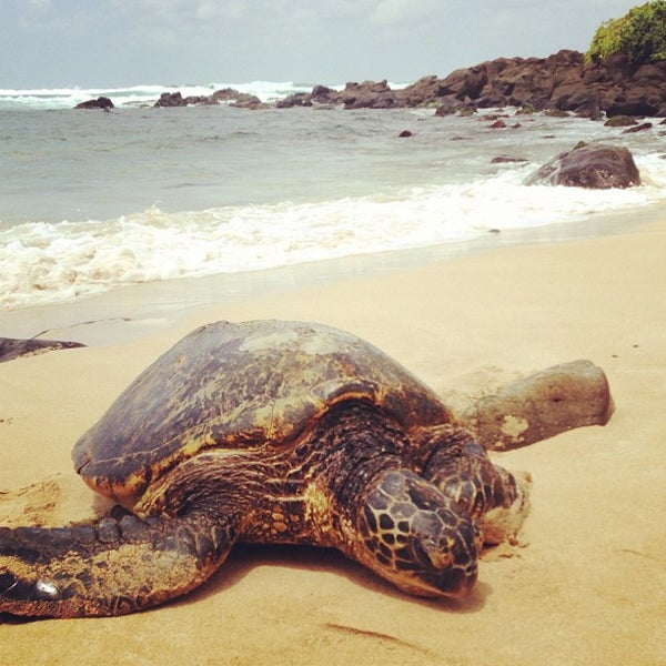Унаватуна пляж с черепахами. Хиккадува Бич черепахи. Черепаший пляж Шри Ланка. Хиккадува Черепаший пляж. Унаватуна Черепаший пляж.