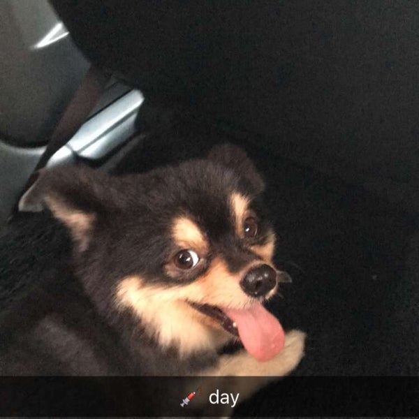 angeles pet care center