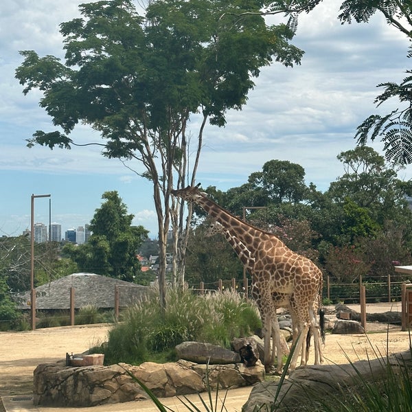 Das Foto wurde bei Taronga Zoo von arapan am 2/27/2024 aufgenommen