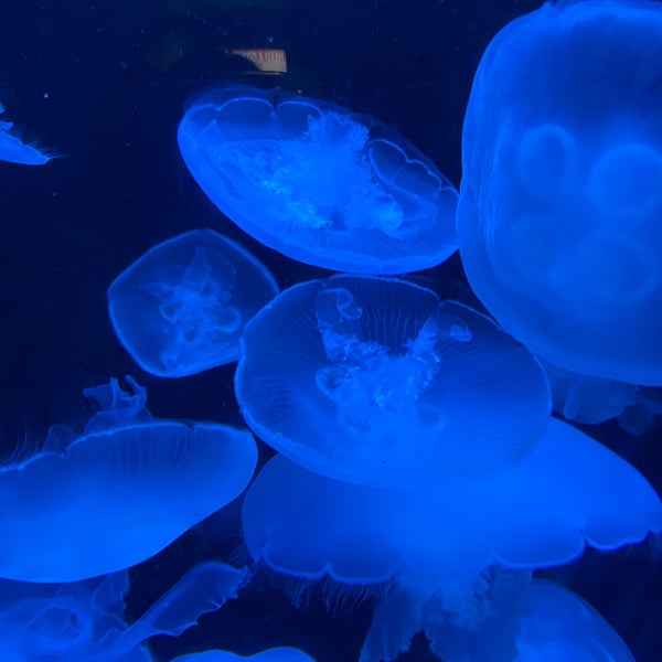 1/8/2023 tarihinde Shan ♪.ziyaretçi tarafından Aquarium of the Pacific'de çekilen fotoğraf