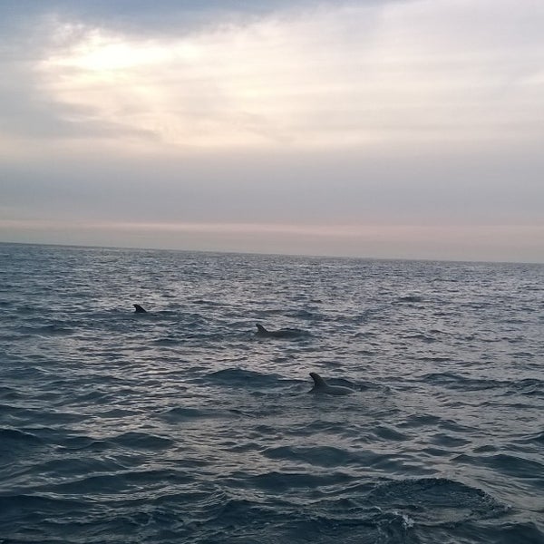 Foto diambil di Capt. Dave&#39;s Dana Point Dolphin &amp; Whale Watching Safari oleh Lisa N. pada 12/6/2014