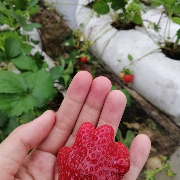 Photos At Healthy Strawberry Farm Garden