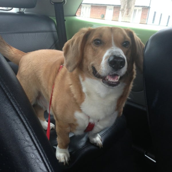 Petsmart Grooming Springfield Il