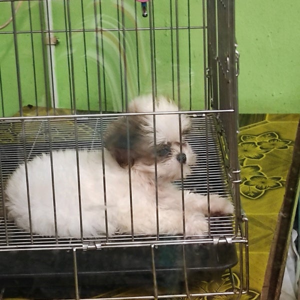 U Pets Johor Bahru Johor