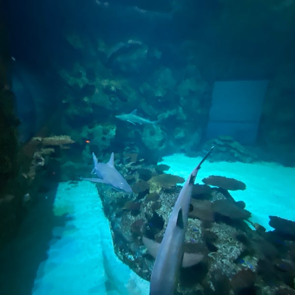 7/6/2022 tarihinde Ashish T.ziyaretçi tarafından Shark Reef Aquarium'de çekilen fotoğraf