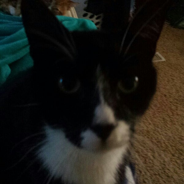 canyon county shelter