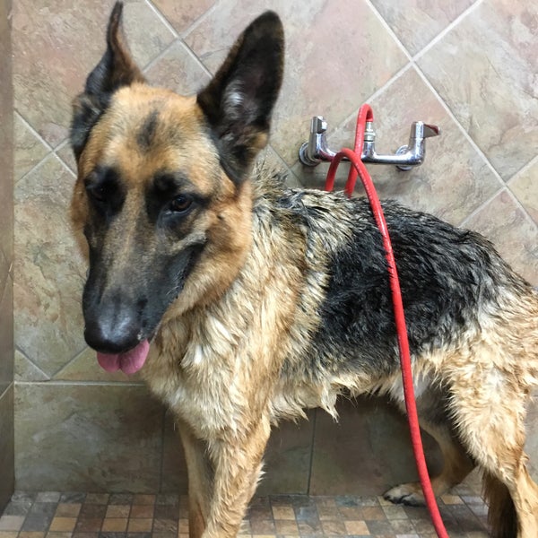 bark collar pet valu