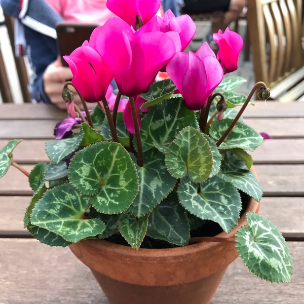 The Horns Inn (Slitting Mill/Rugeley) Slitting Mill Rd