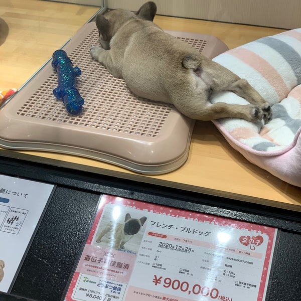 Pet Plus お台場のペットショップ